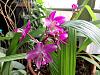 New Orchid-gedc0103-jpg