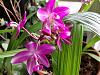 New Orchid-gedc0104-jpg