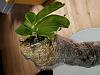 Maintaining mounted orchids while away on vacation-20171224_161545-jpg
