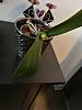 SOS: Orchid that's had a series of problems from root rot to dryness to black spot-img_20180104_144607-jpg