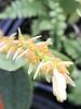 Bulbophyllum rufinum-0d9816c1-4a1e-41a2-9516-e0de23c70ff9-jpg