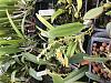 Bulbophyllum rufinum-34c9765d-742e-4e50-910a-7b4a86a6c9dd-jpg