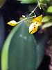 RV traveling mini orchids-20180112_203532_005-jpg