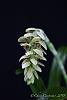 Bulbophyllum luteobracteatum-_mg_6297-jpg