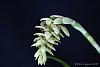 Bulbophyllum luteobracteatum-_mg_6351-jpg