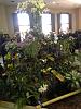 NJOS Orchid Show and Sale Jan 12-14-njosed63312a-a527-44f3-b2d8-67f55ff1d971_zpspo308jht-jpg