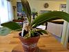 Another Inherited Suffering Orchid I Don't know the name of-20180119_080932-jpg