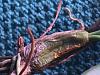 Bulb rot on bulbophyllum vaginatum?-img_3733-jpg