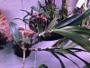 Dendrobium kingianum had parts that grow the dry up.-img_0403-jpg