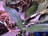 Dendrobium kingianum had parts that grow the dry up.-img_0404-jpg