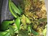 Bulbophyllum Binnendijiki x sib.   In spike?-img_3762-jpg