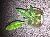 Bulbophyllum Binnendijiki x sib.   In spike?-img_3764-jpg