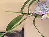 New orchid and need advice for my FDK After Dark Black Pearl-img_0385-1-jpg