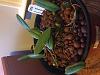 Put my Bulbophyllum Vaginatum in leca-img_3786-jpg