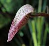 Please Post Your Most Bizarre Orchid Flower.-bulbophyllum-arfakianum-jpg