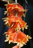 Please Post Your Most Bizarre Orchid Flower.-dendrobium-chrysopterum-jpg