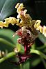 Please Post Your Most Bizarre Orchid Flower.-demdrobium-spectabile-2-jpg