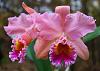BLC. George King &quot;Serendipity&quot;-blc-george-king-serendipity-2-jpg