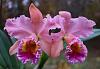BLC. George King &quot;Serendipity&quot;-blc-george-king-serendipity-4-jpg