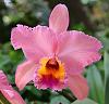 BLC. George King &quot;Serendipity&quot;-king-george-serendipity-jpg