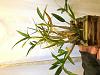 Dendrobium Phalaenopsis var. Compactum - Repotting/Keiki Questions-img_0103-jpg