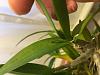 Dendrobium Phalaenopsis var. Compactum - Repotting/Keiki Questions-img_0111-jpg