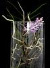 Vanda christensonianum-orchids-vanda-christensonianum-003-jpg