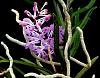 Vanda christensonianum-orchids-vanda-christensonianum-001-jpg
