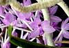 Vanda christensonianum-orchids-vanda-christensonianum-002-jpg