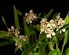 Inherited many orchids, need advice and identification help!-1623_enc-radiata-jpg