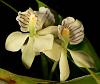 Inherited many orchids, need advice and identification help!-1623c_enc-radiata-jpg