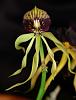 Inherited many orchids, need advice and identification help!-485_prosthechea-cochleata-jpg