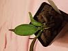Does this cattleya look like it is infected with Fusarium?-20180209_230121-jpg