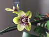 Getting Phalaenopsis to emit scent-7a2bc664-a907-4dab-a65b-f34355070b4e-jpg