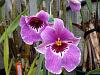 Why are Miltoniopsis (Pansey Orchid) not popular-milt-charlesworthii-milt-elizabeth-castle-jpg