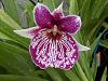 Why are Miltoniopsis (Pansey Orchid) not popular-dscn0342-jpg