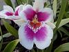 Why are Miltoniopsis (Pansey Orchid) not popular-dscn0387-jpg