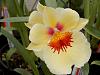 Why are Miltoniopsis (Pansey Orchid) not popular-dscn0421-jpg