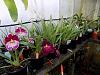 Why are Miltoniopsis (Pansey Orchid) not popular-dscn0388-jpg