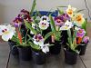 Why are Miltoniopsis (Pansey Orchid) not popular-dscn0452-jpg