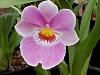 Why are Miltoniopsis (Pansey Orchid) not popular-dscn0482-jpg