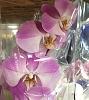 Help with Identification of Phalaenopsis with Pink Blush Color-img_0042-jpg