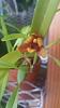 Maxillaria variabilis Blooming-c406fe4b-c083-4cfa-9860-9ff2b62dc63f-jpg