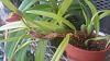 Maxillaria variabilis Blooming-ea0e371d-f0f7-4398-9b7d-cb83f1179529-jpg