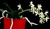 Sedirea japonica-orchids-sedirea-japonica-jpg