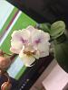 Phalaenopsis Hsinying Little Knight 'Trinity'-img_9939-jpg