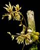 Micro Dendrobium (oligophyllum)-4685_den-gregula-jpg