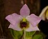 Micro Dendrobium (oligophyllum)-3507_den-trantuanii-jpg