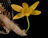 Micro Dendrobium (oligophyllum)-4013_den-senile-jpg