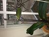 1 year old phalaenopsis, keiki on dying spike-img_0700-jpg
